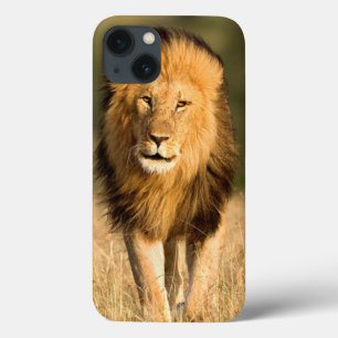 Male Lion Walking iPhone 13 Case