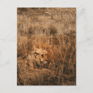 Male lion wild animal safari postcards
