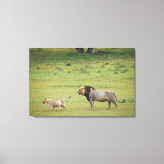 male lion with cub, Panthera leo, Kgalagadi Canvas Print