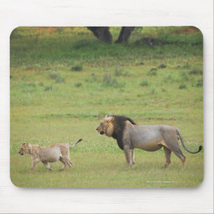 male lion with cub, Panthera leo, Kgalagadi Mouse Pad