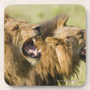 Male lions roaring, Greater Kruger National Coaster