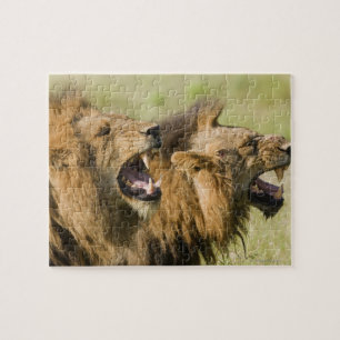 Male lions roaring, Greater Kruger National Jigsaw Puzzle