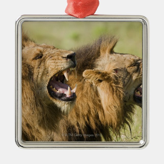 Male lions roaring, Greater Kruger National Metal Tree Decoration (Front)