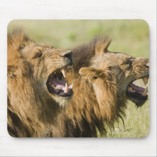 Male lions roaring, Greater Kruger National Mouse Pad