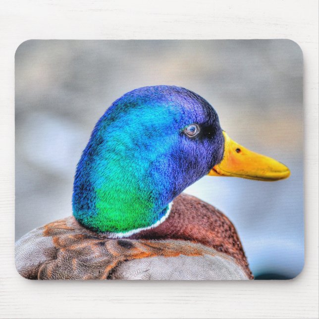 Male Mallard Duck Birdlover Wildlife Portrait Mouse Pad (Front)
