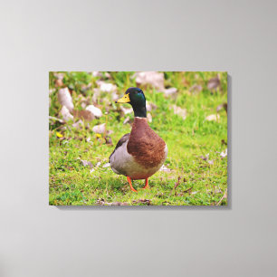 Male Mallard Duck Colourful Canvas Print