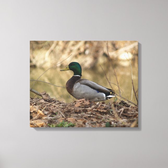 Male Mallard Duck Full Colour Photo Canvas Print (Front)