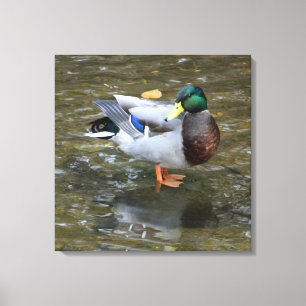 Male Mallard Duck in Creek Wrapped Canvas Print