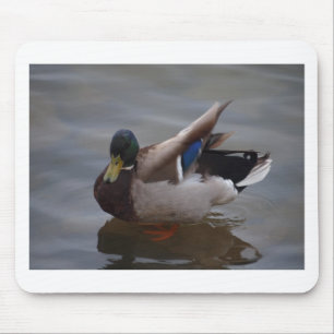 Male Mallard Duck Mouse Pad