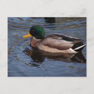 Male Mallard Duck Postcard