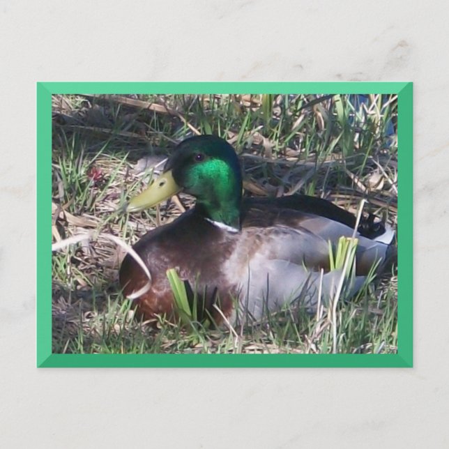 Male Mallard Duck Postcard (Front)