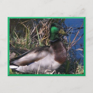 Male Mallard Duck Postcard #2