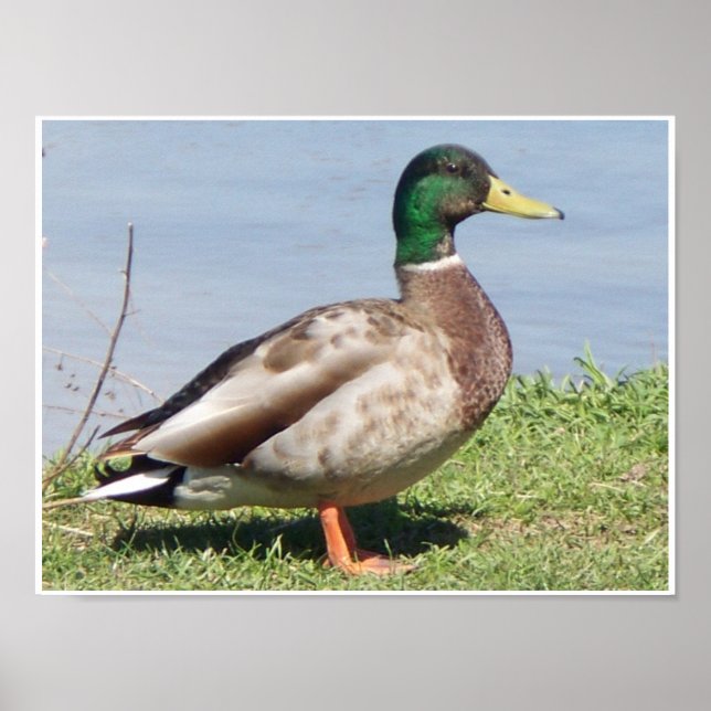 Male Mallard Duck Poster (Front)