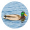 Male Mallard Duck Sticker