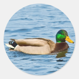 Male Mallard Duck Sticker