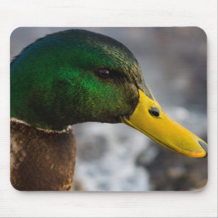 Male Mallard Portrait Mouse Pad