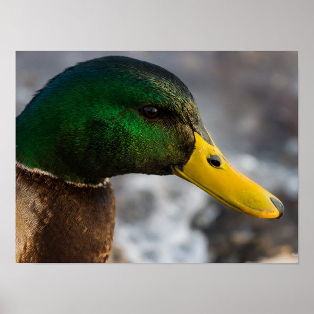 Male Mallard Portrait Poster (Front)