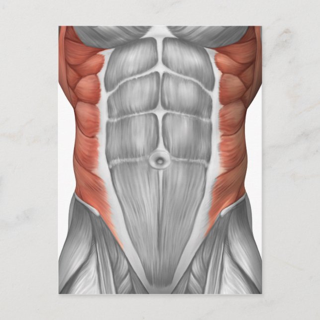 Male Muscle Anatomy Of The Abdominal Wall Postcard (Front)