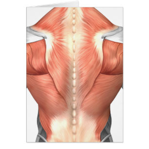 Male Muscle Anatomy Of The Human Back 1