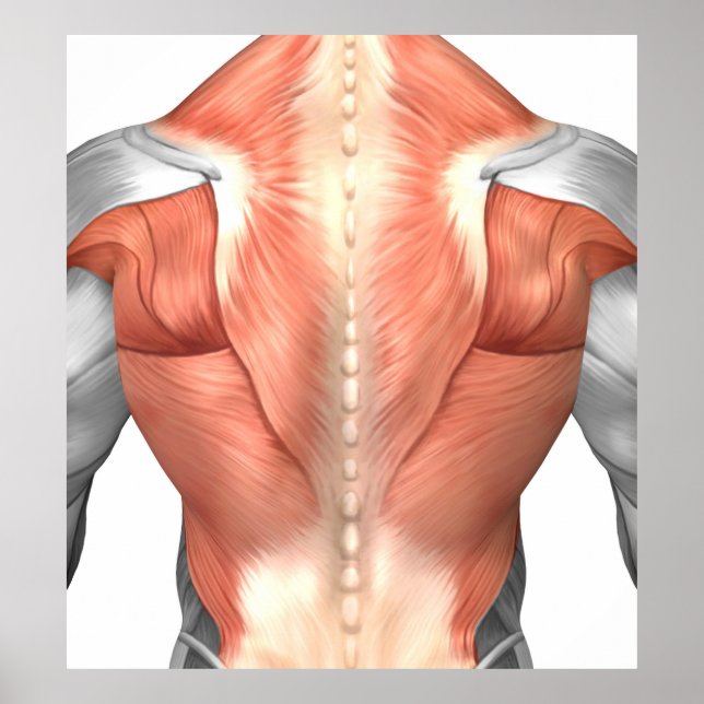 Male Muscle Anatomy Of The Human Back 1 Poster (Front)