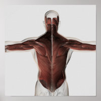 Male Muscle Anatomy Of The Human Back 2