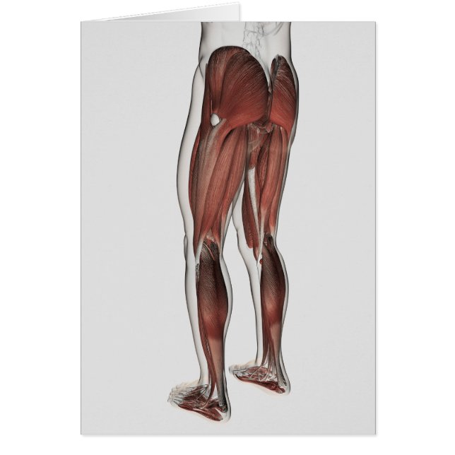 Male Muscle Anatomy Of The Human Legs 1 (Front)