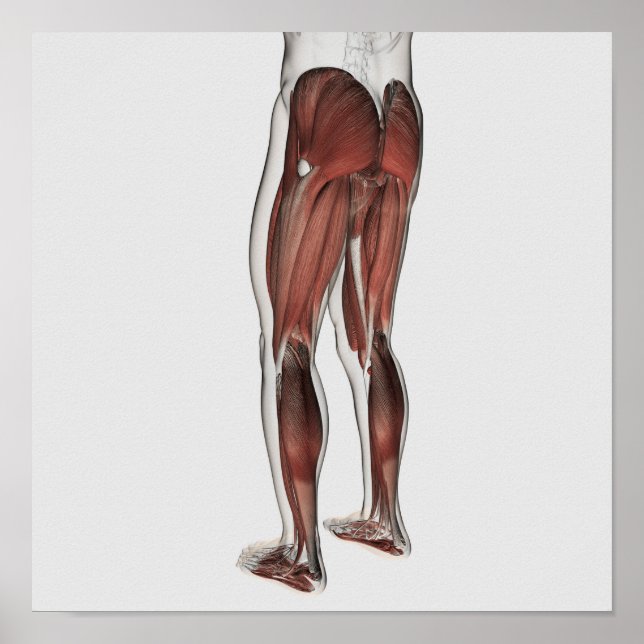 Male Muscle Anatomy Of The Human Legs 1 Poster (Front)
