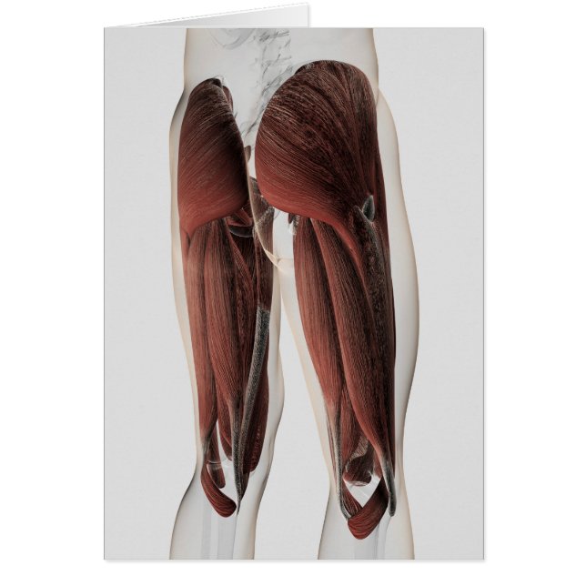 Male Muscle Anatomy Of The Human Legs 2 (Front)