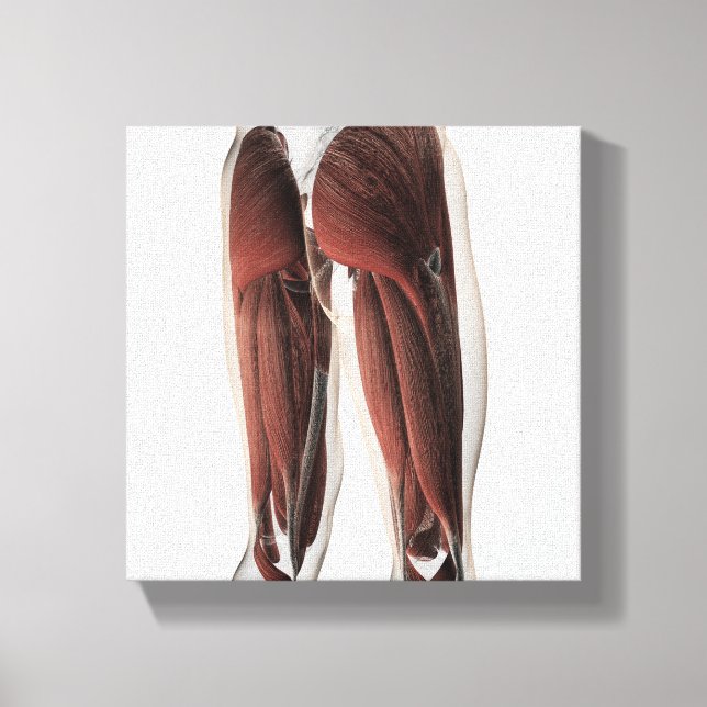 Male Muscle Anatomy Of The Human Legs 2 Canvas Print (Front)