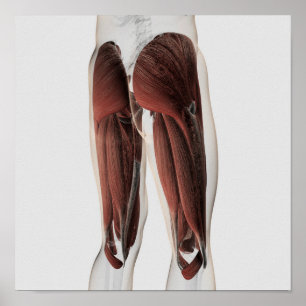 Male Muscle Anatomy Of The Human Legs 2 Poster