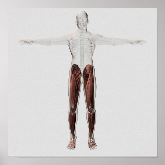 Male Muscle Anatomy Of The Human Legs, Anterior 2 Poster (Front)