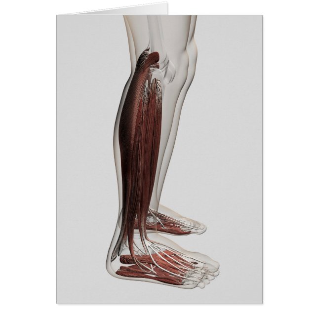 Male Muscle Anatomy Of The Human Legs, Anterior 3 (Front)