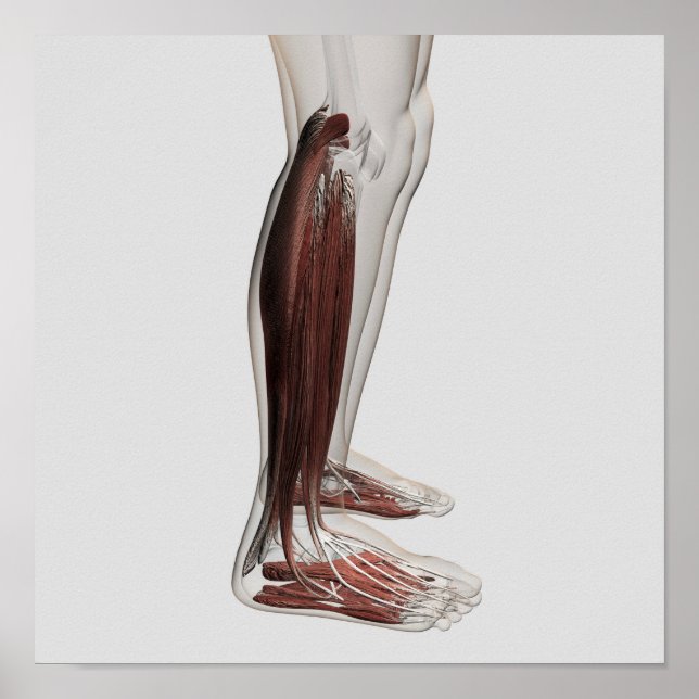 Male Muscle Anatomy Of The Human Legs, Anterior 3 Poster (Front)