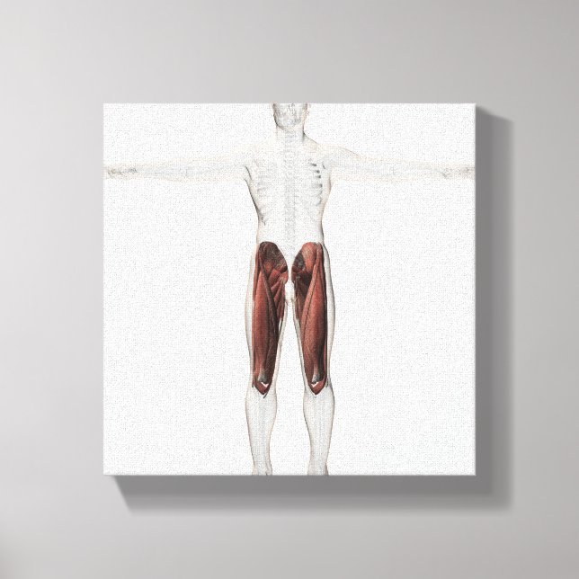 Male Muscle Anatomy Of The Human Legs, Anterior 4 Canvas Print (Front)