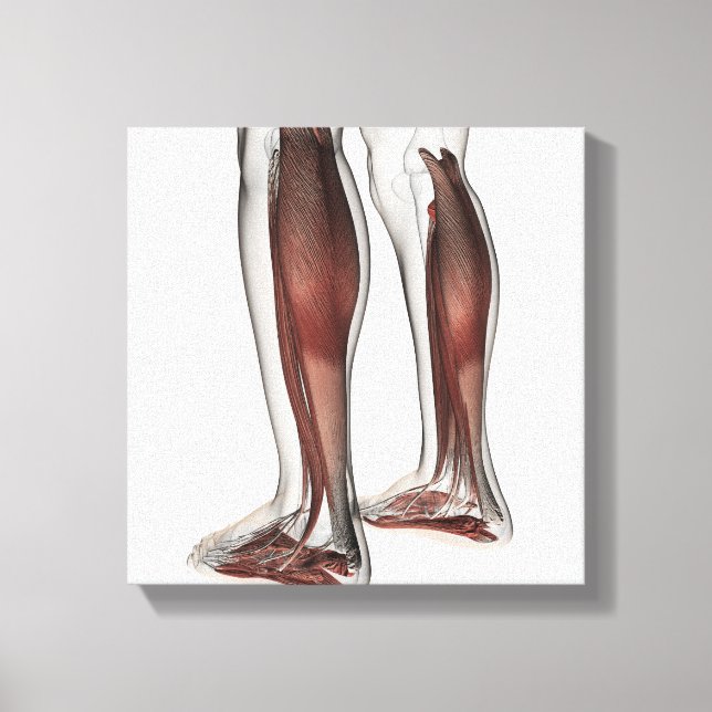 Male Muscle Anatomy Of The Human Legs, Anterior 5 Canvas Print (Front)