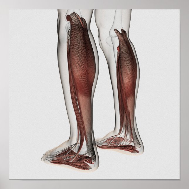 Male Muscle Anatomy Of The Human Legs, Anterior 5 Poster (Front)