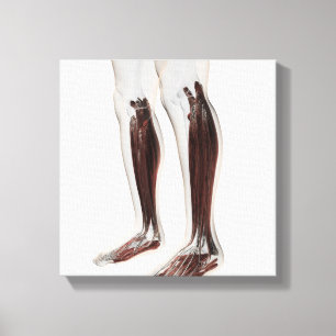 Male Muscle Anatomy Of The Human Legs, Anterior 6 Canvas Print