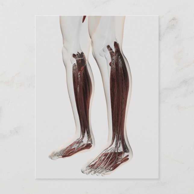 Male Muscle Anatomy Of The Human Legs, Anterior 6 Postcard (Front)