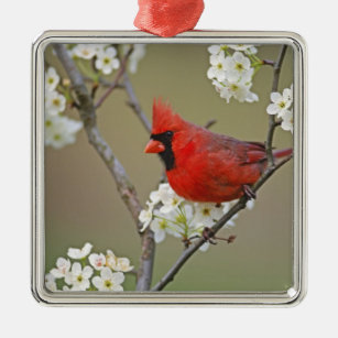 Male Northern Cardinal among pear tree Metal Tree Decoration