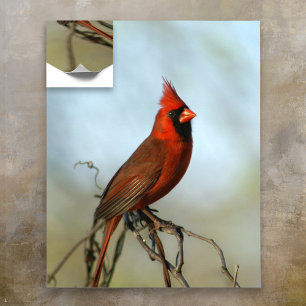 Male Northern Cardinal Poster