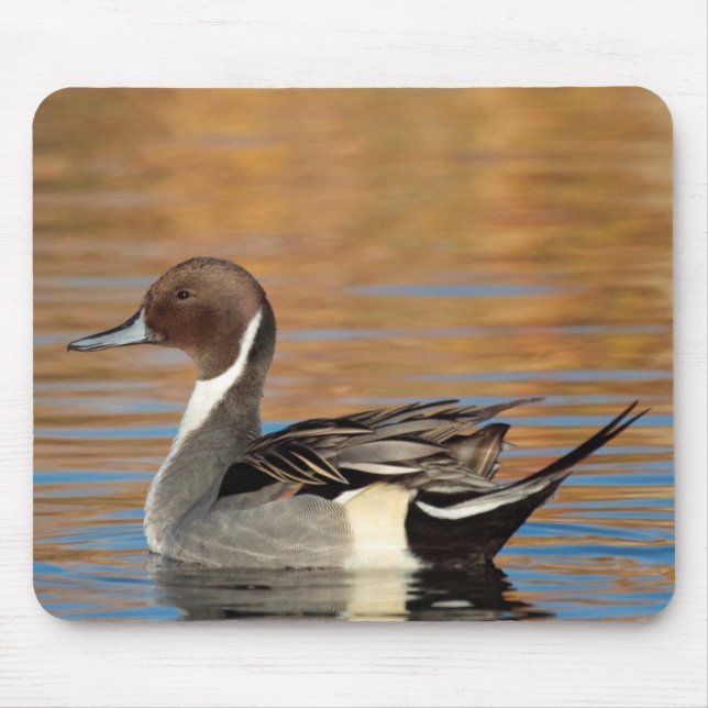 Male Northern Pintail Mouse Pad (Front)