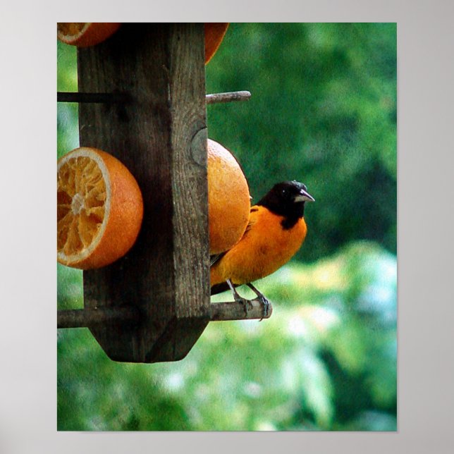 Male Oriole Poster (Front)