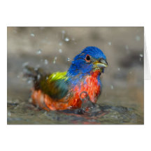 Male Painted Bunting
