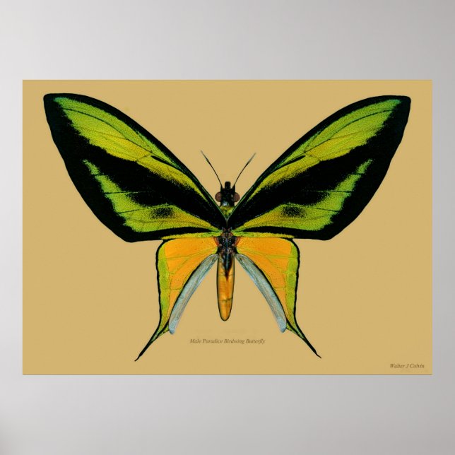 Male Paradise Birdwing Butterfly Poster (Front)