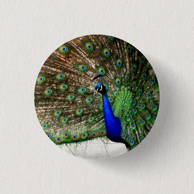 Male Peacock Feather Display 3 Cm Round Badge (Front)