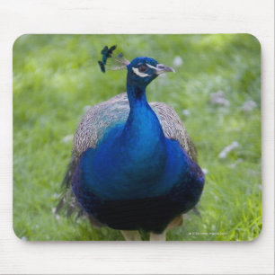 Male peacock (Pavo cristatus) Mouse Pad