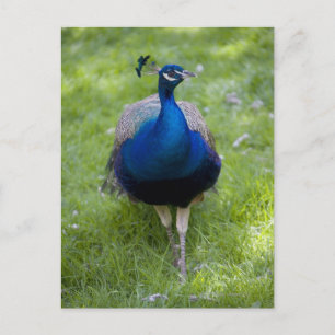 Male peacock (Pavo cristatus) Postcard