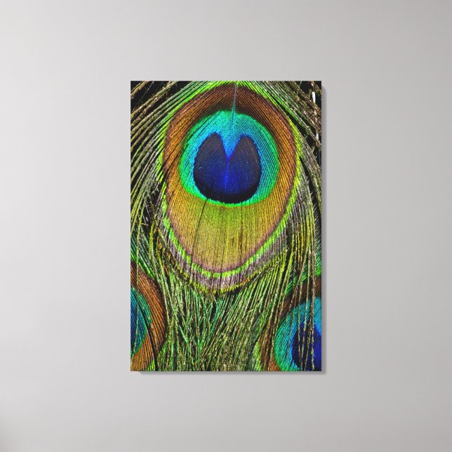 Male peacock tail feathers canvas print (Front)