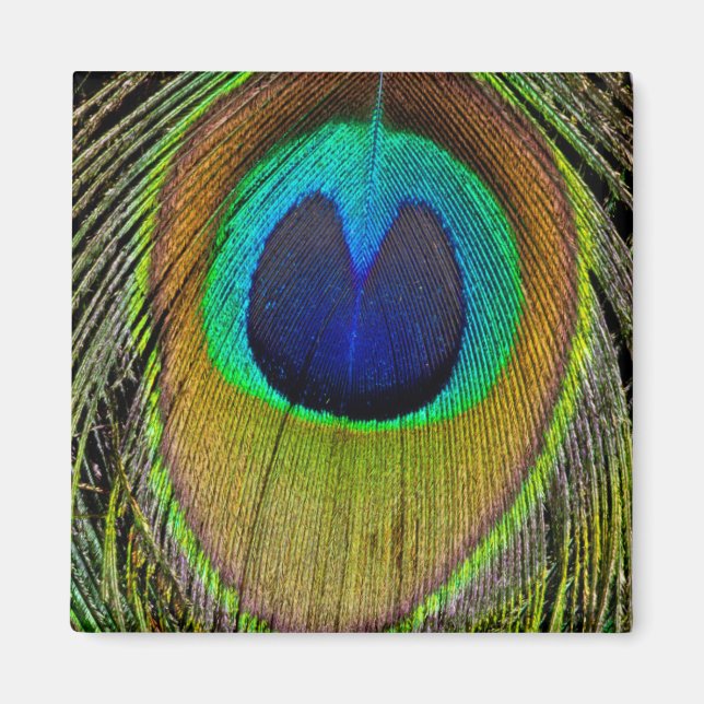 Male peacock tail feathers magnet (Front)