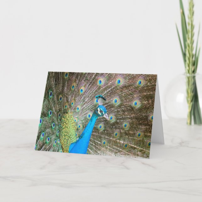 Male Peacock with Feathers Out - Bird Photo Blank Card (Front)